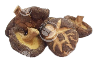 Shiitake AF tincture 50 ml